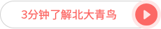 三分鐘了解北大青鳥